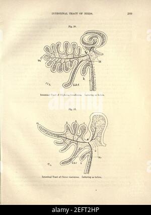 Sur le tractus intestinal des oiseaux (page 209) Banque D'Images