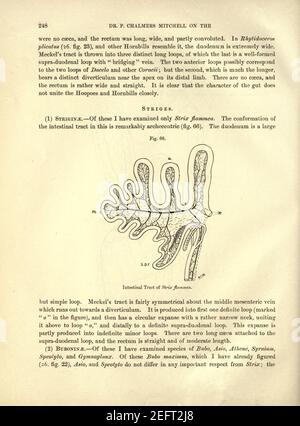 Sur le tractus intestinal des oiseaux (page 248) Banque D'Images