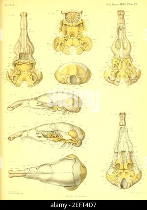 Sur la structure et le développement du crâne dans le mammalia (planche 27) Banque D'Images