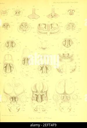 Sur la structure et le développement du crâne dans le mammalia (plaque XXXI) Banque D'Images