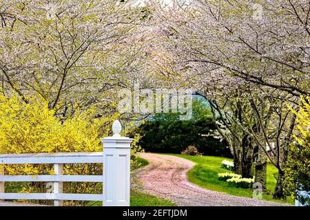 Country Road bordée de cerisiers en fleurs, Hunterdon County New Jersey Banque D'Images