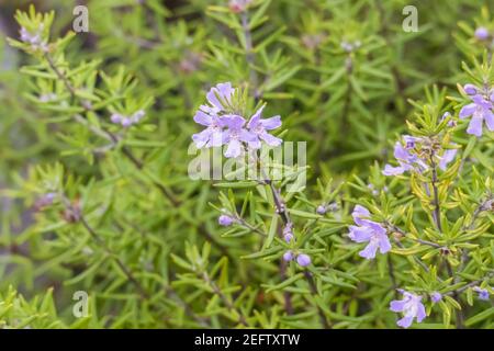 Plante Westringia longifolia Wynyabbie Gem en plein air Banque D'Images