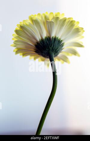 WA19223-00...WASHINGTON - Gerbera en pleine floraison photographié avec un Lensbaby Velvet 85. Banque D'Images