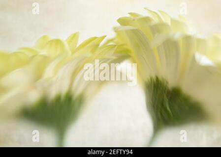 WA19230-00...WASHINGTON - Gerberas en pleine floraison photographié avec un spot doux Lensbaby. Banque D'Images