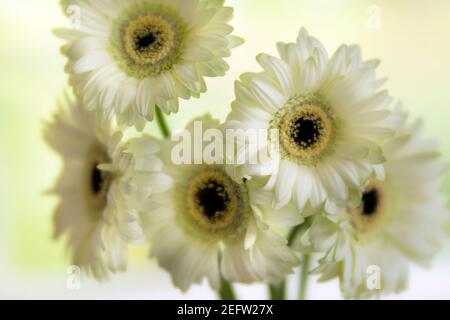 WA19240-00...WASHINGTON - Gerberas en pleine floraison photographié avec un Lensbaby Velvet 85. Banque D'Images