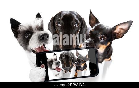 groupe d'équipe de chiens prenant un selfie isolé sur fond blanc, sourire et bonne photo Banque D'Images