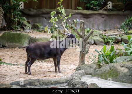 L'anoa des basses terres est un petit bovid, t est plus étroitement allié aux grands buffles asiatiques, montrant le même renversement de la direction des cheveux Banque D'Images