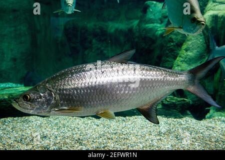 Le tarpon de l'Atlantique (megalops atlanticus) est un poisson à finies par rayons qui habite les eaux côtières, les estuaires, les lagunes et les rivières. Banque D'Images