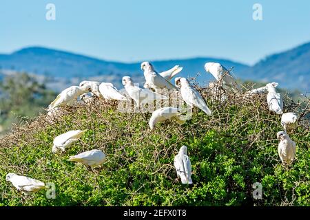 Petite Corellas Cacatua sanguinea Banque D'Images