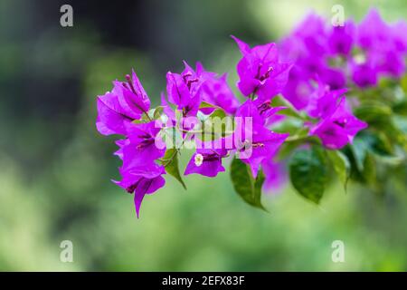 Bougainvilliers rose vif fleurit sur fond vert flou avec bokeh. Banque D'Images