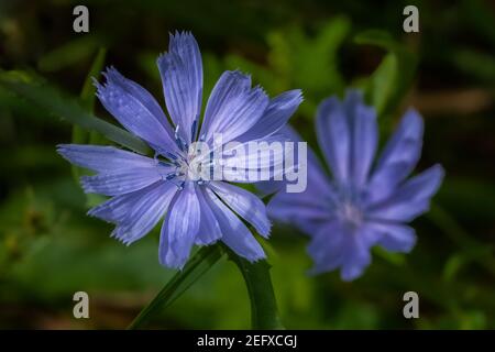 Une plante de chicorée commune (Cichorium intybus) fleurira au soleil d'été. Banque D'Images