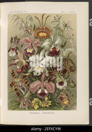 Orchideae. - Denusblamen - A. Giltsch, gemme. Banque D'Images