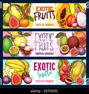 Banderoles à croquis de fruits exotiques pour la boutique de fruits ou le marché agricole. Vector sketch tropical guava, lychee ou mangosteen et durian, kiwi ou papaye et feijoa Illustration de Vecteur