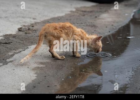 Un chat de rue aux Philippines dans très pauvre mal nourri les boissons de l'état d'une piscine d'eau sale près de bord de route Banque D'Images