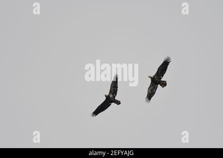 Aigle pourchassant un autre aigle Banque D'Images