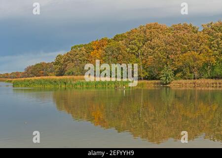 Matinée tranquille dans une forêt de marais dans la réserve Ned Brown Dans l'Illinois Banque D'Images