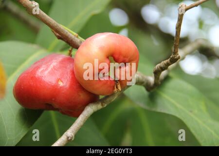 Gros plan de la goyave d'eau ou de Syzygium samarangense de son arbre frais. Récoltez de la goyave fraîche dans le jardin. Vacances relaxantes dans le verger Banque D'Images