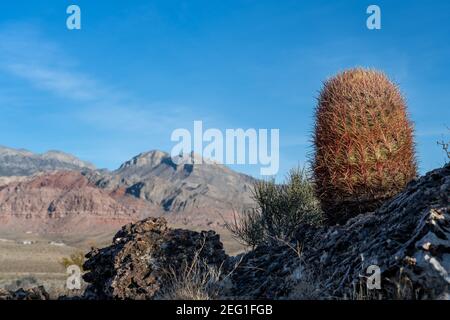 California Barrel Cactus (Ferocactus cylindraceus) croissant dans Red Rock Canyon, Nevada Banque D'Images