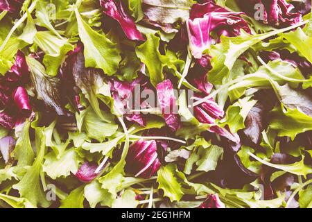 Les feuilles de salade vertes et pourpres mélangent le fond. Filtre appliqué à la photo Banque D'Images