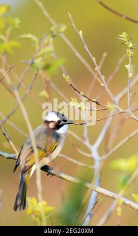 Un bulbul aéré et léger sur l'île de Lamma à Hong Kong. Banque D'Images