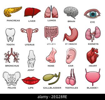 Icônes d'organes humains. Coeur, poumon et cerveau, foie, rein et estomac, oeil, colonne vertébrale et oreille, dent, vessie et pancréas, utérus et bruit, vésicule biliaire an Illustration de Vecteur