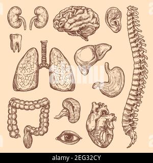 L'anatomie du corps humain esquisse les icônes des organes internes du système digestif, respiratoire et vital. Vecteur coeur, cerveau ou poumons et rein ou vessie, oeil Illustration de Vecteur