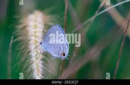 Papillon blanc sur champ de blé, papillon d'été avec fond vert Banque D'Images