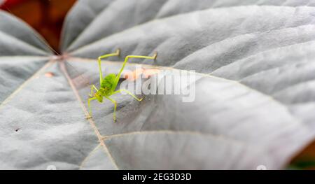 Petite sauterelle se cachant dans le feuillage vert. gros plan macro Banque D'Images
