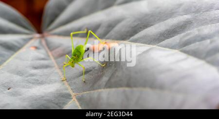 Petite sauterelle se cachant dans le feuillage vert. gros plan macro Banque D'Images