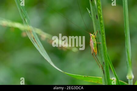 Petite sauterelle se cachant dans le feuillage vert. gros plan macro Banque D'Images