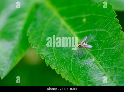 Insecte Sciapodinae, mouche verte à longues pattes de couleur verte métallique, perchée sur les feuilles vertes Banque D'Images