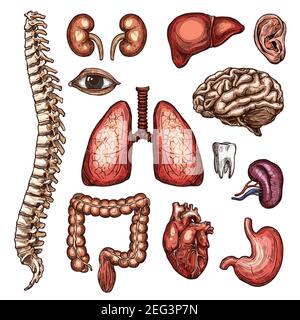 Ensemble d'esquisses d'organes et d'os humains de l'anatomie des parties internes et externes du corps. Cœur, cerveau et foie, rein, poumons et estomac, intestin, rachis et t Illustration de Vecteur