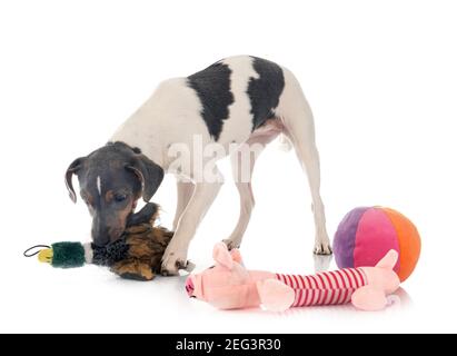 Terrier brésilien in front of white background Banque D'Images