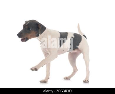Terrier brésilien in front of white background Banque D'Images
