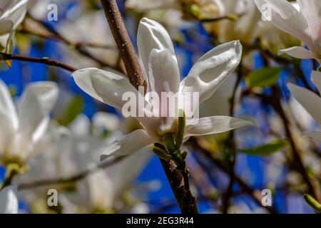 Gros plan de fleur blanche sur un magnolia, sur fond bleu et flou. Banque D'Images