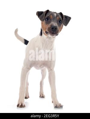 Terrier brésilien in front of white background Banque D'Images