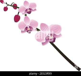 Joli cadre pour orchidées Illustration de Vecteur