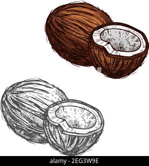 Dessin de noix de coco de la noix de coco tropicale. Ensemble et moitié de noix exotique isolé icône de l'ingrédient mûr sain pour l'eau de coco, l'huile organique an Illustration de Vecteur