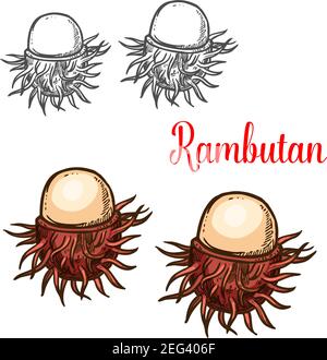 Rambutan tropical fruit isolé esquisse de baies asiatiques exotiques. Ramboutan pelé mûr avec des épines pliables rouges pour le dessert malais et thaïlandais, ju naturel Illustration de Vecteur