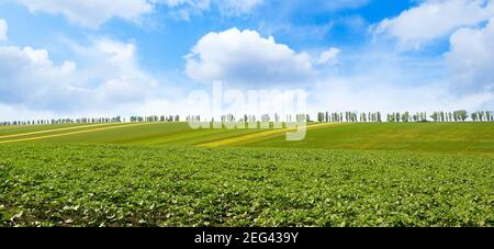 Panorama jeunes pousses de tournesol sur le champ de printemps et bleu ciel Banque D'Images