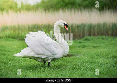 Muet cygne (Cygnus Olor) manger de l'herbe à côté d'un étang. Banque D'Images