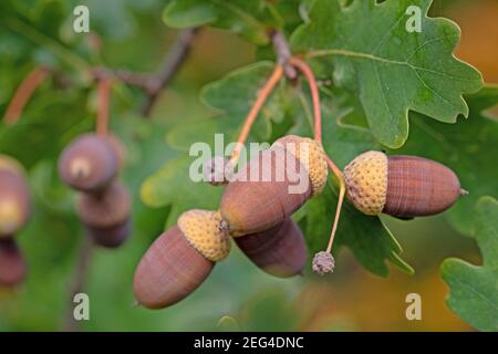 Fruits du chêne anglais, Quercus robur L. Banque D'Images