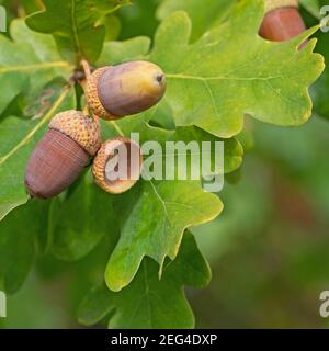 Fruits du chêne anglais, Quercus robur L. Banque D'Images