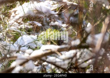 Une seule branche de sapin vert entre des branches flous recouvertes de neige comme un arrière-plan Banque D'Images