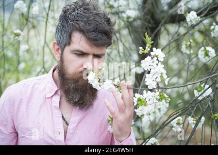 Homme barbu près d'un cerisier en fleurs. L'Hipster sniffs la fleur de cerisier. Concept d'ambiance printanière. Banque D'Images