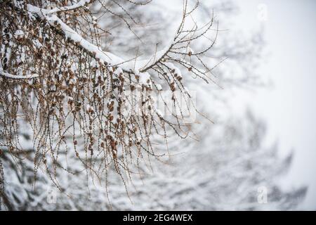 Branches de mélèze avec petits cônes sur fond de neige Banque D'Images