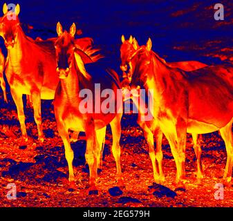 troupeau de chevaux semi-sauvages dans la caméra thermique scientifique high-tech arrière-plan nocturne Banque D'Images