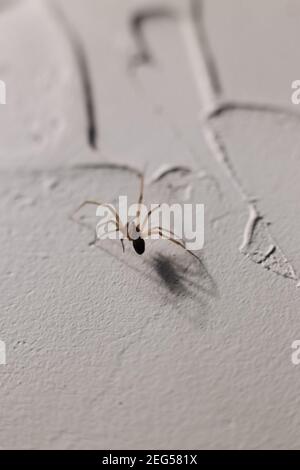 Araignée craque sur un mur blanc dans une maison Banque D'Images