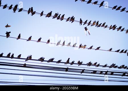 Un grand nombre de colombes bleues (colombe indo-sri lankaise, Columba livia intermedia) perchées sur des fils électriques et des fils sont en perte, Sri Lanka Banque D'Images