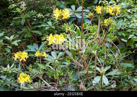 Fleurs jaunes à Cragside Northumberland UK jardin plantes plantes printemps style fleur sous-croissance à l'extérieur heureux couleur belles couleurs odeur odeurs Banque D'Images